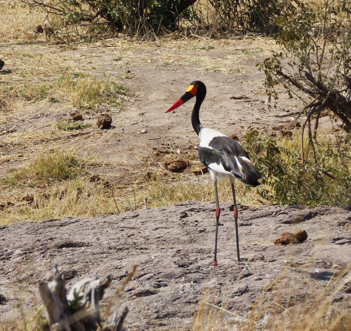 Saddle-billed Stork - ML640352163