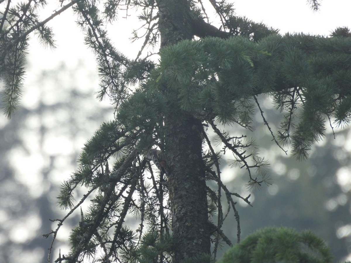 Brown-fronted Woodpecker - ML640352166