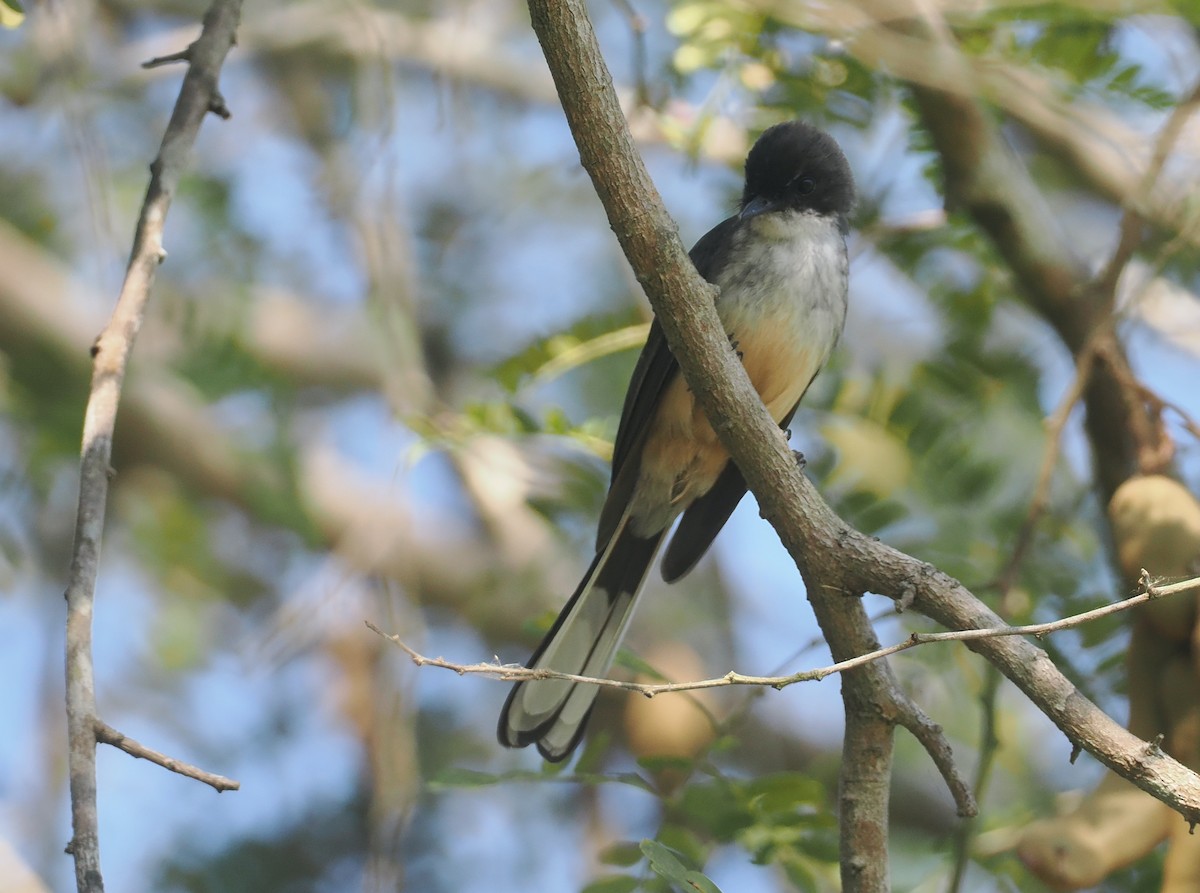 Northern Fantail (Timor) - ML640352168