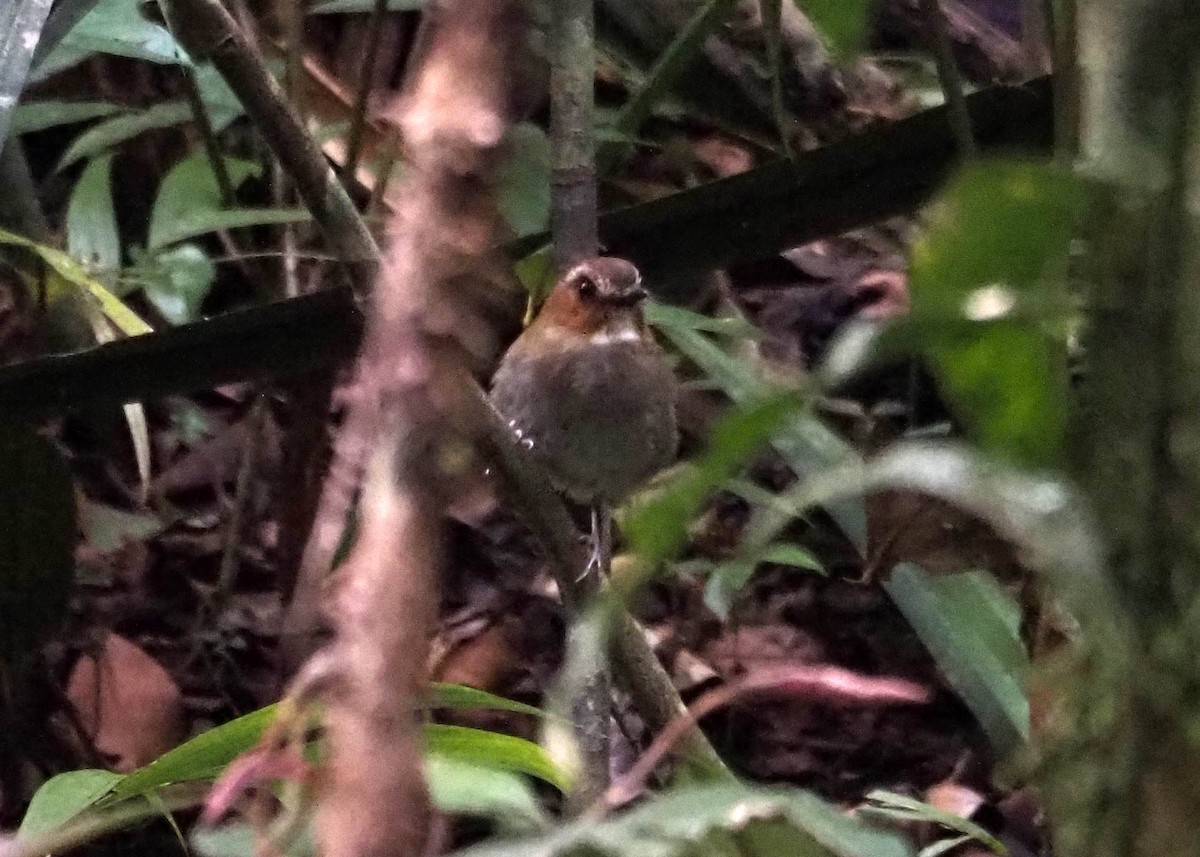 Eyebrowed Jungle Flycatcher - ML640352339