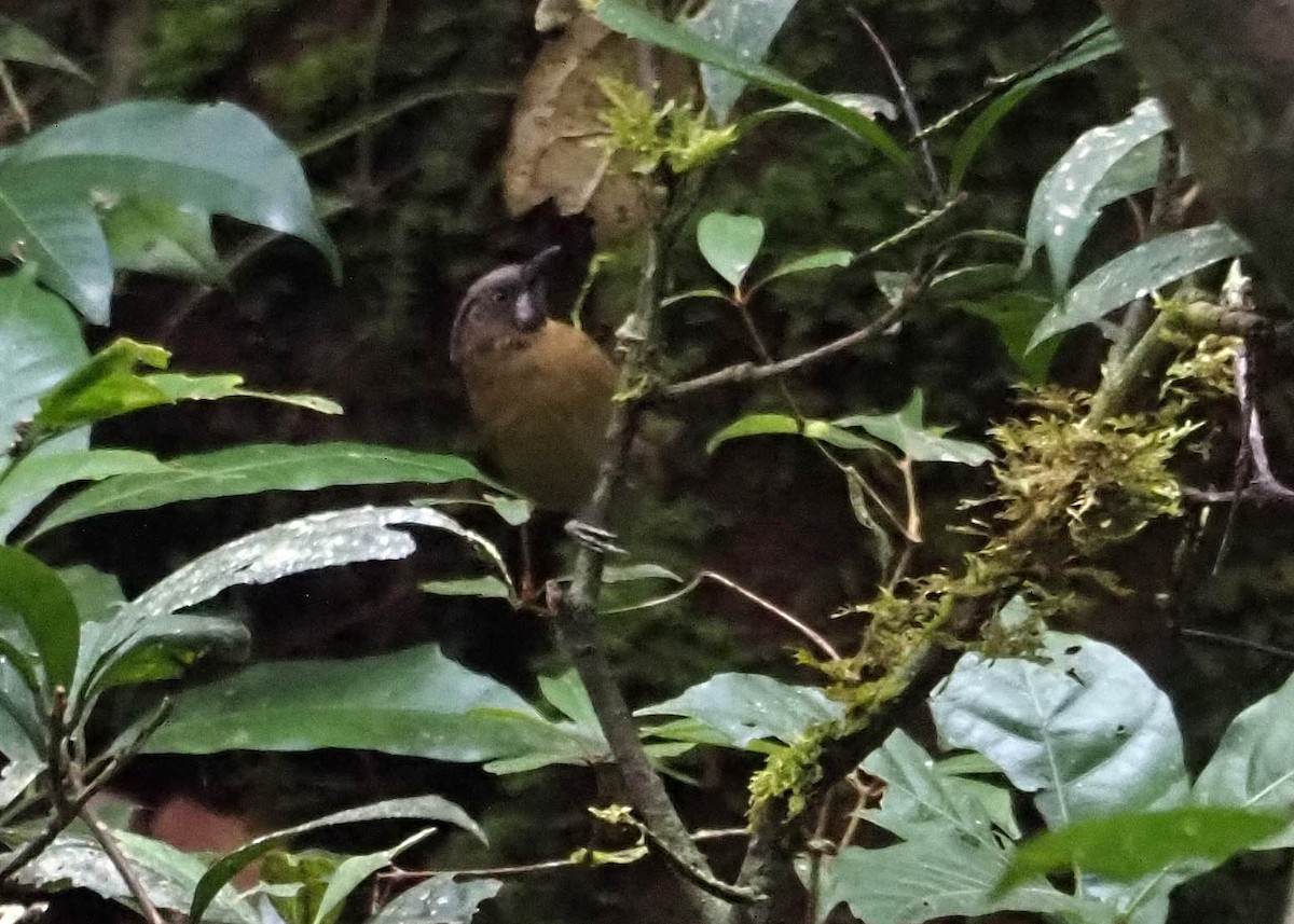 Gray-throated Babbler - ML640352412