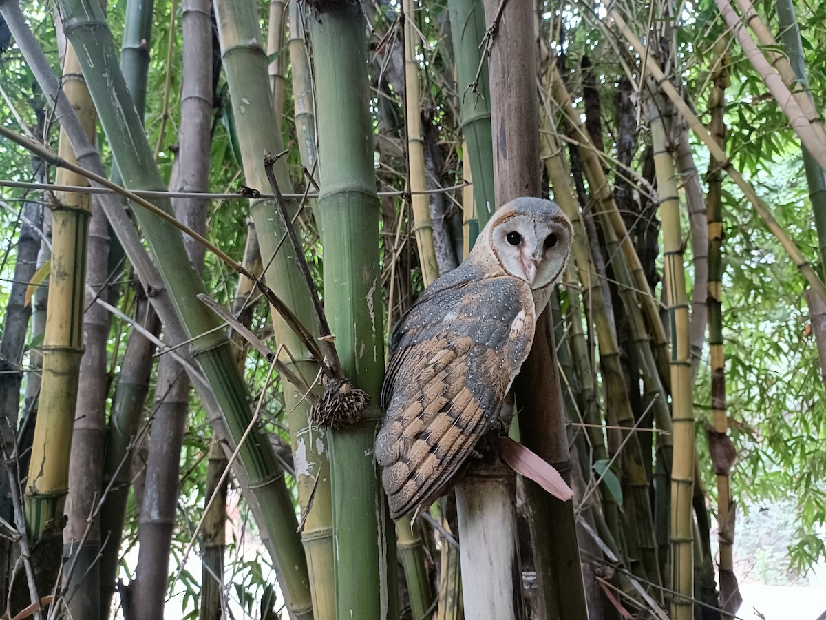 Eastern Barn Owl - ML640352419