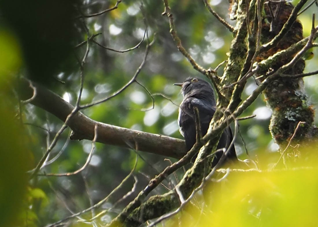 Sunda Cuckoo - ML640352454