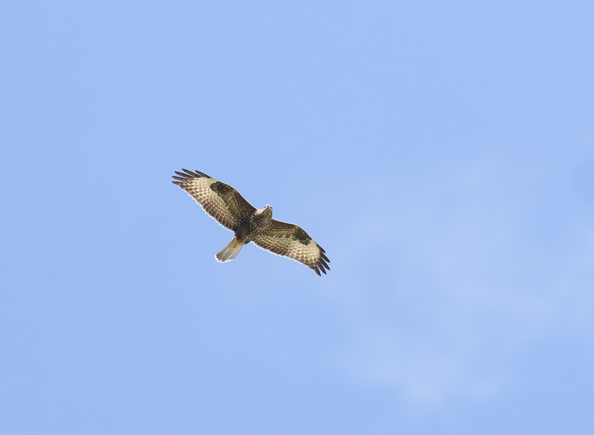 Mäusebussard - ML640352471