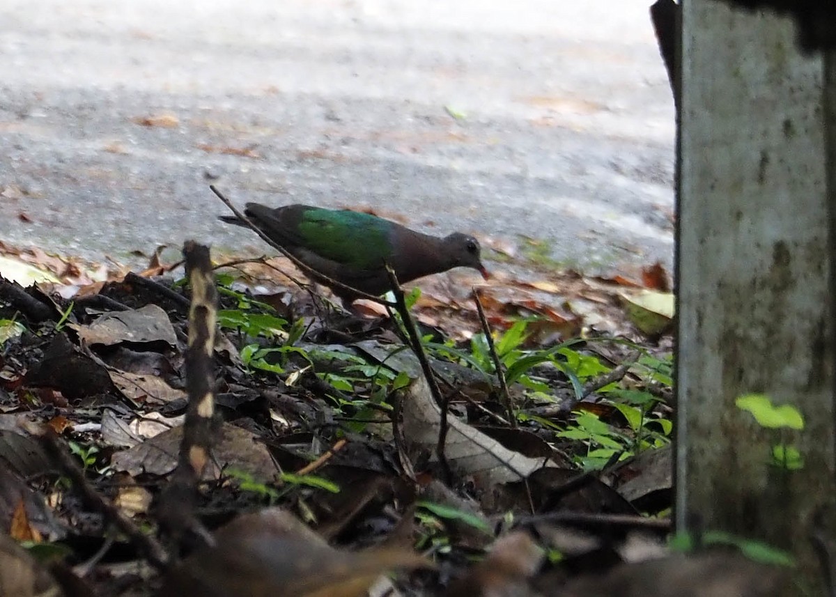 Asian Emerald Dove - ML640352487