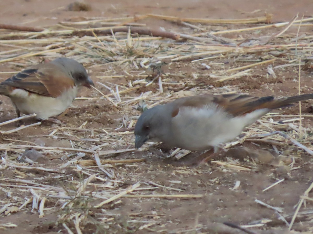 Northern Gray-headed Sparrow - ML640352488