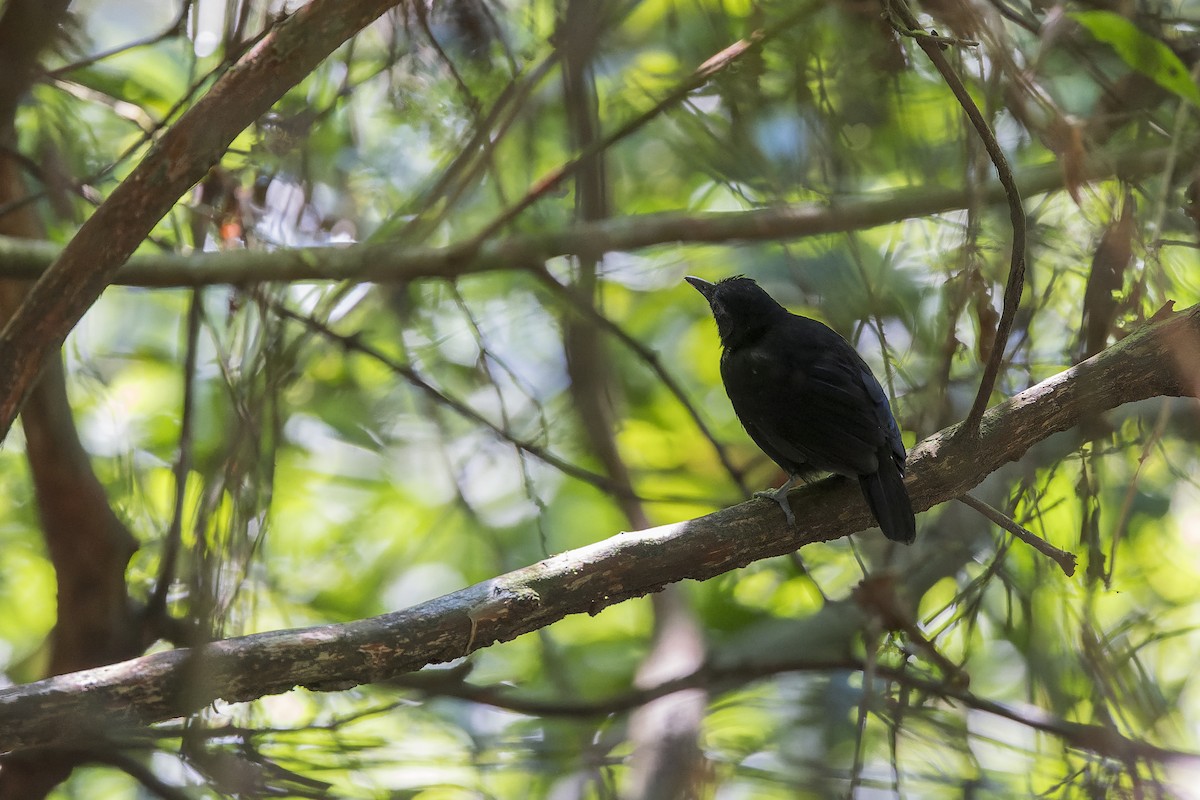 Sooty Antbird - ML640352496