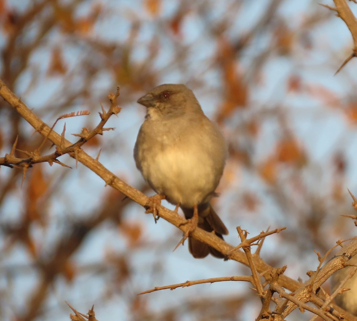 Northern Gray-headed Sparrow - ML640352505