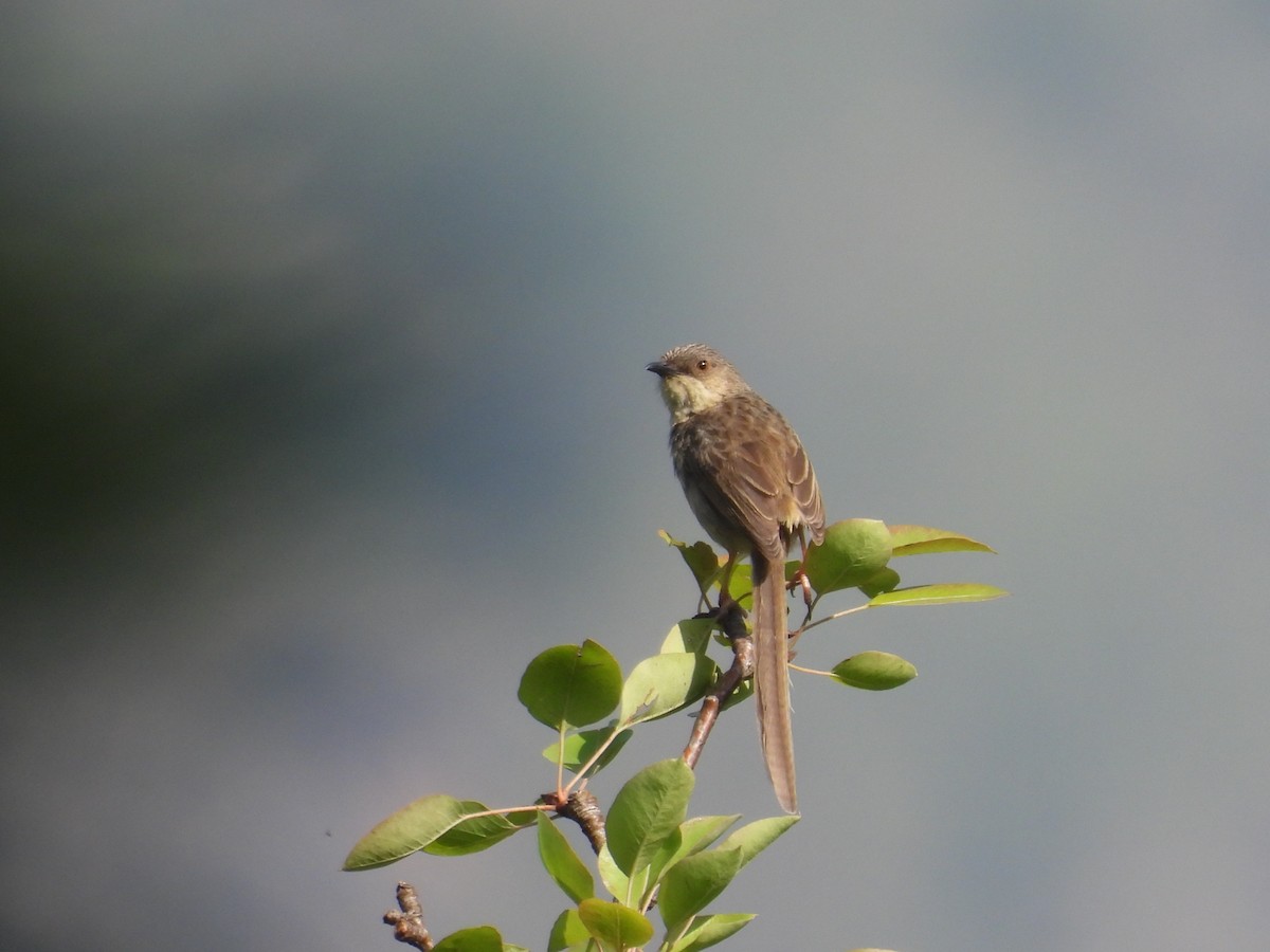 Prinia crinigère - ML640352568