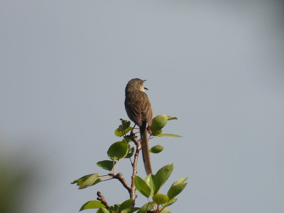 Prinia crinigère - ML640352569