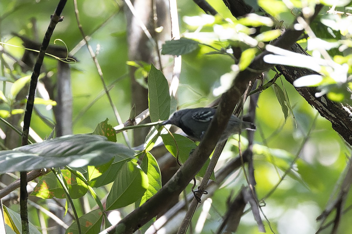 Gray Antwren - ML640352587
