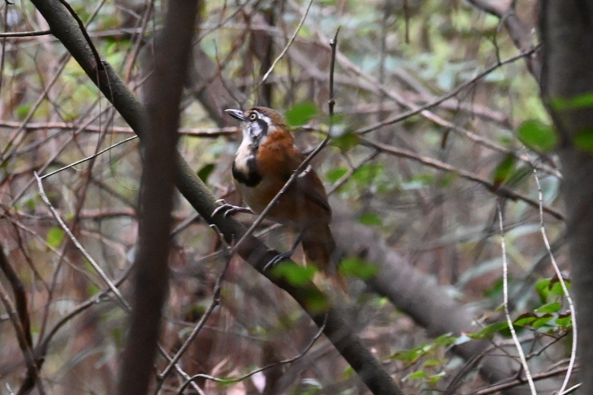 Lesser Necklaced Laughingthrush - ML640352609