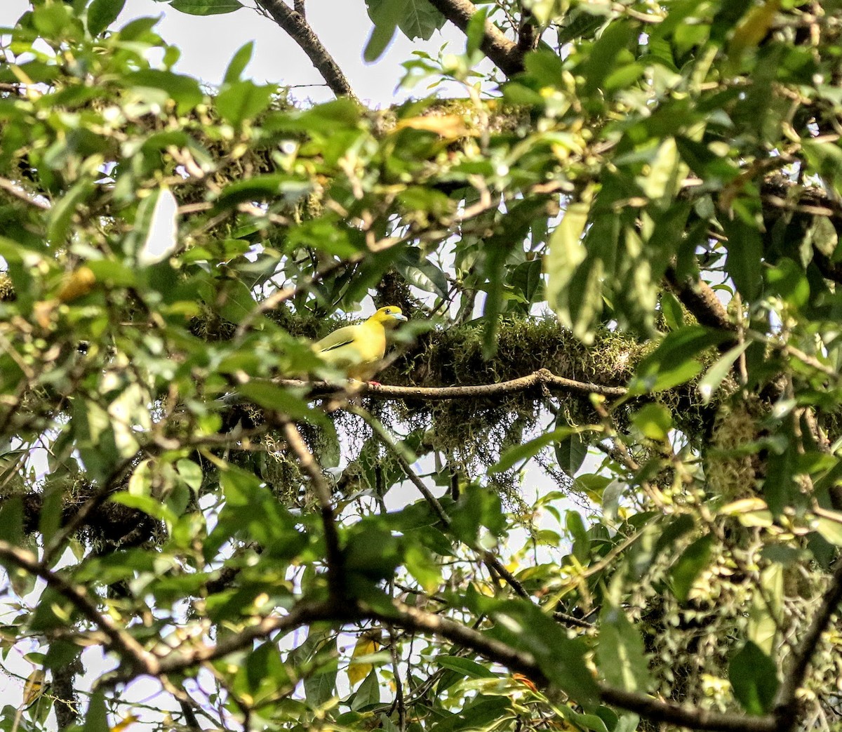 Pin-tailed Green-Pigeon - ML640352654