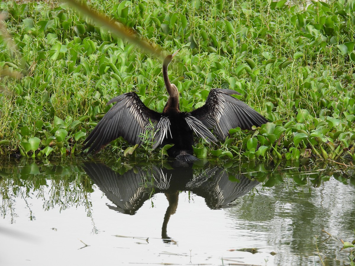 Oriental Darter - ML640352694