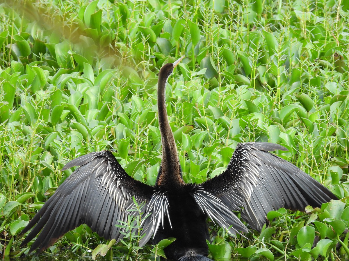 Oriental Darter - ML640352695