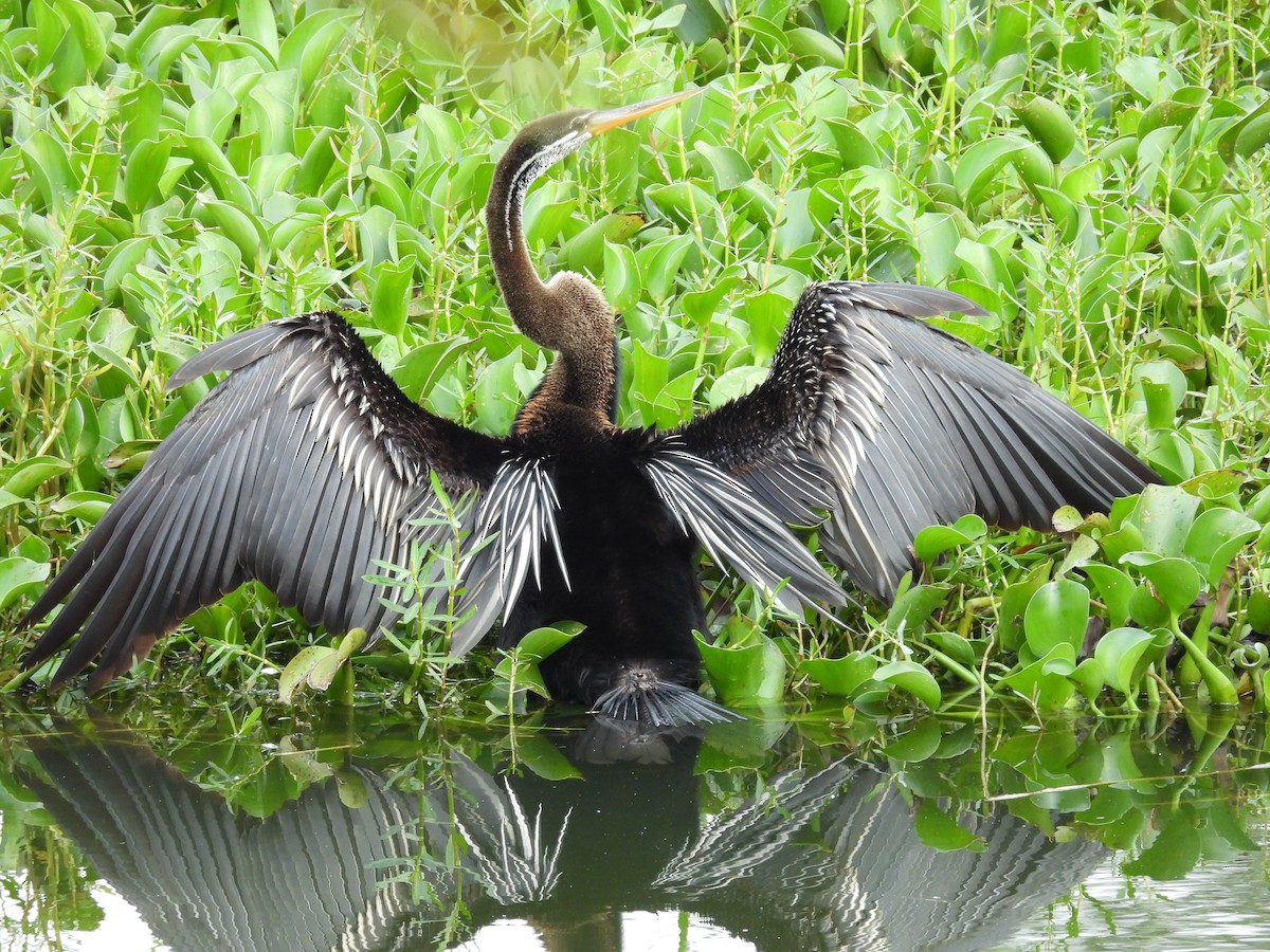 Oriental Darter - ML640352696