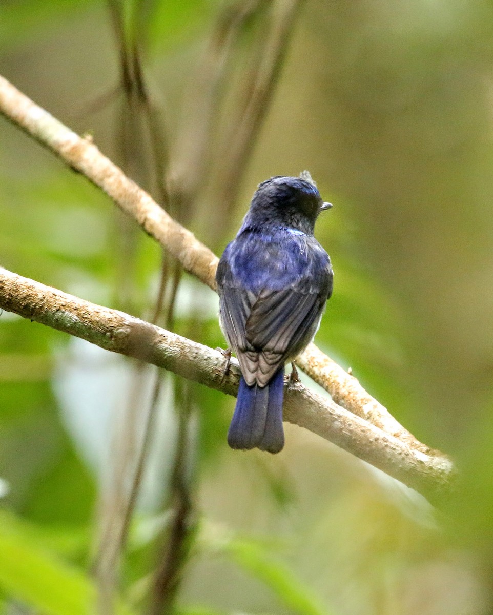 Small Niltava - ML640352727
