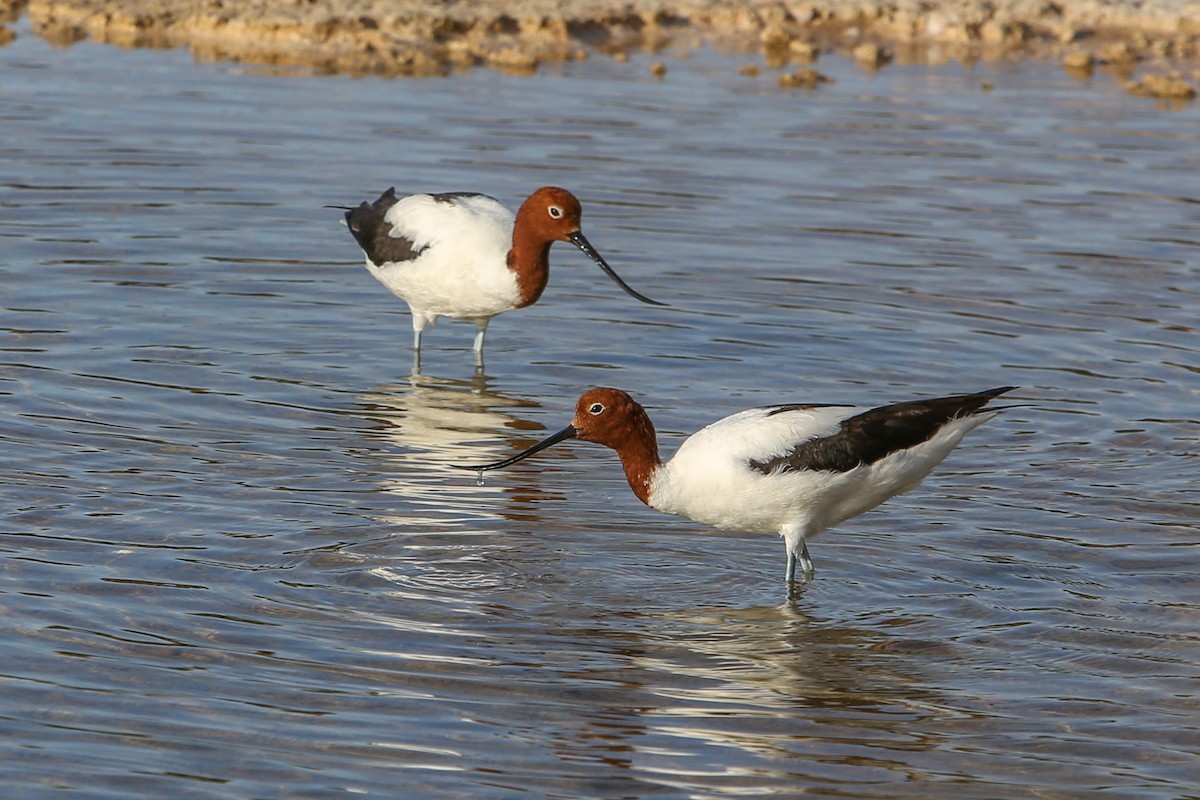Avocette d'Australie - ML640352765