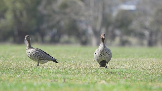 Maned Duck - ML640352802