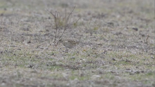 Australian Pipit - ML640352822
