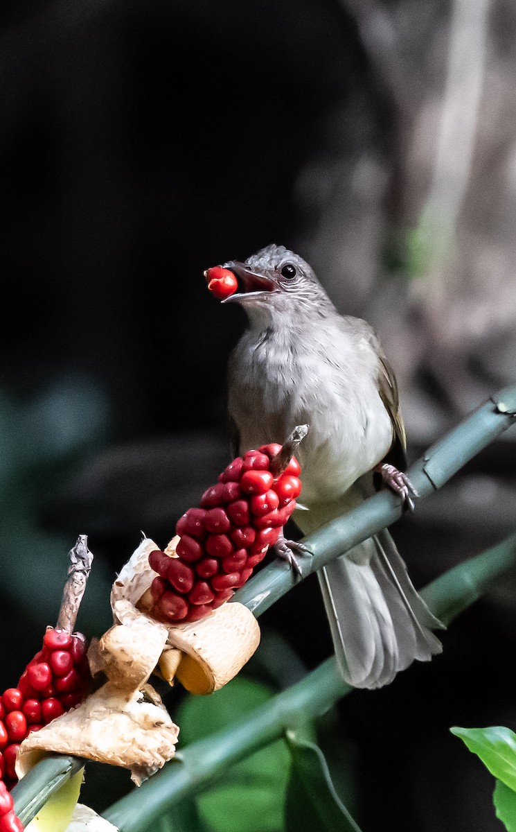 パラワンヒヨドリ - ML640352826