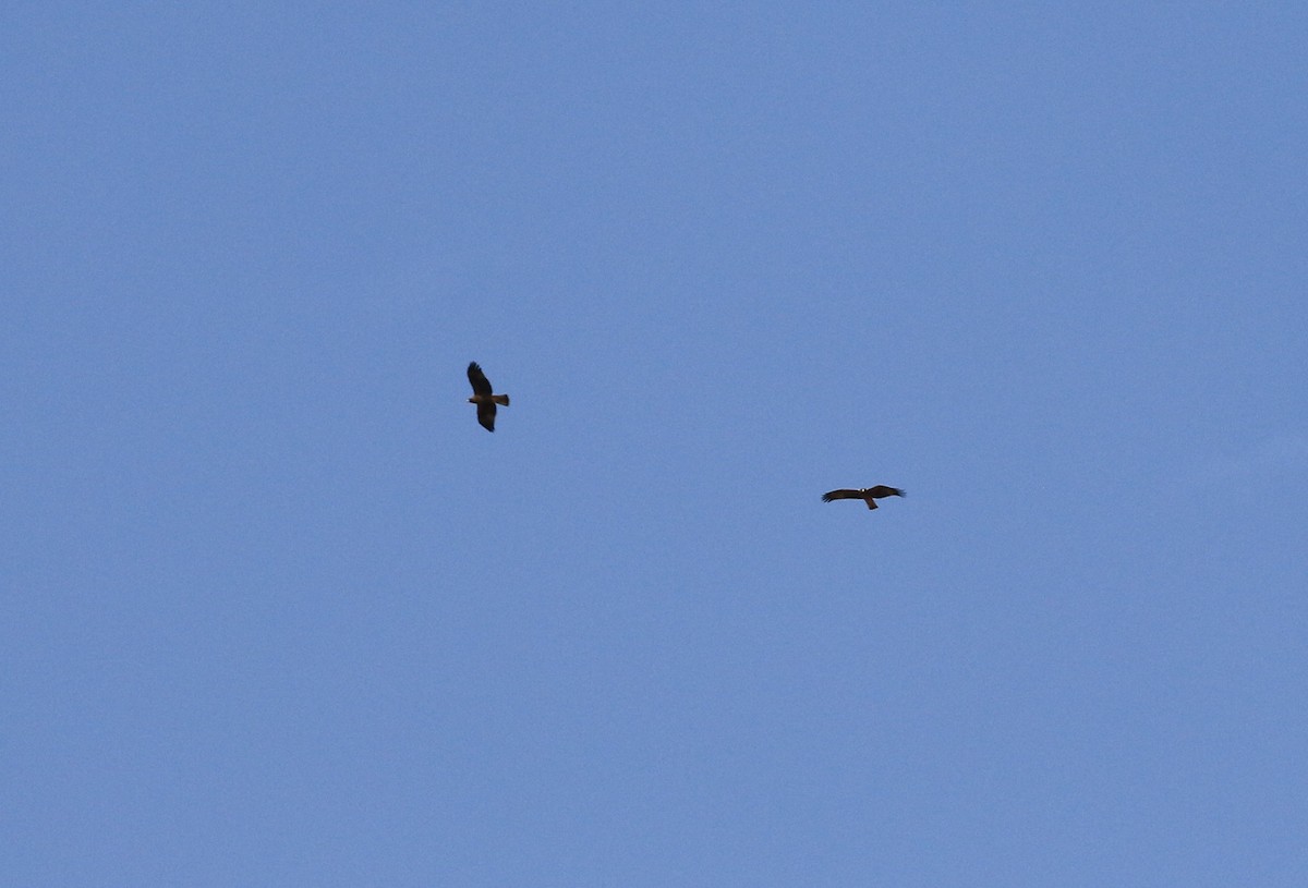 Red/Black Kite - ML640352862