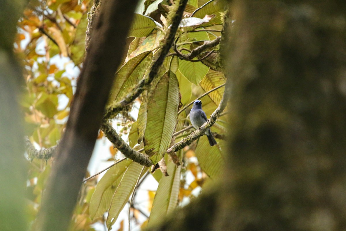Small Niltava - ML640352887