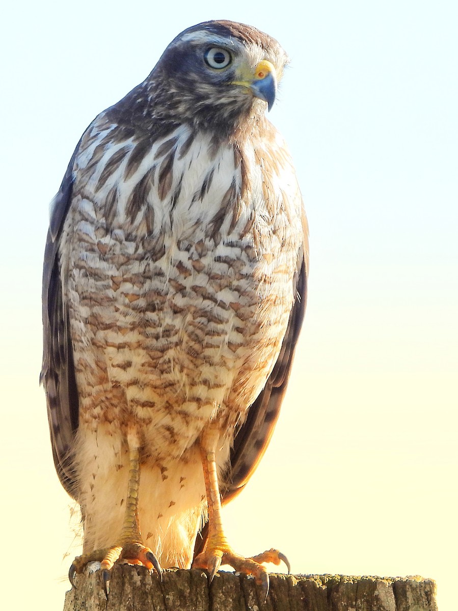 Roadside Hawk - ML640352897