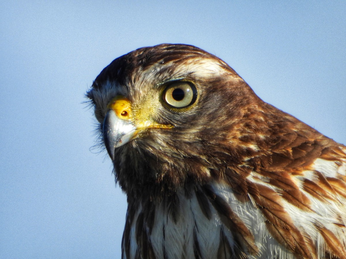 Roadside Hawk - ML640352898