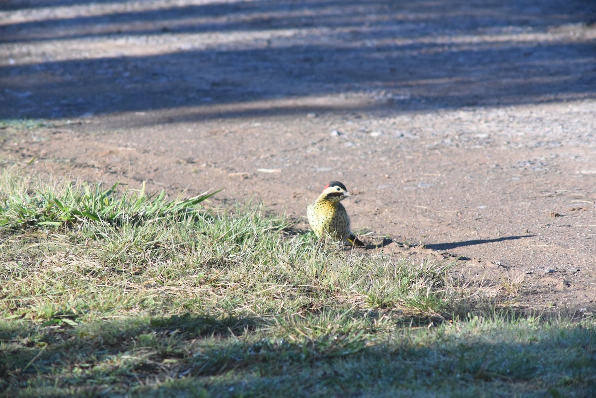 Green-barred Woodpecker (Golden-breasted) - ML640352914
