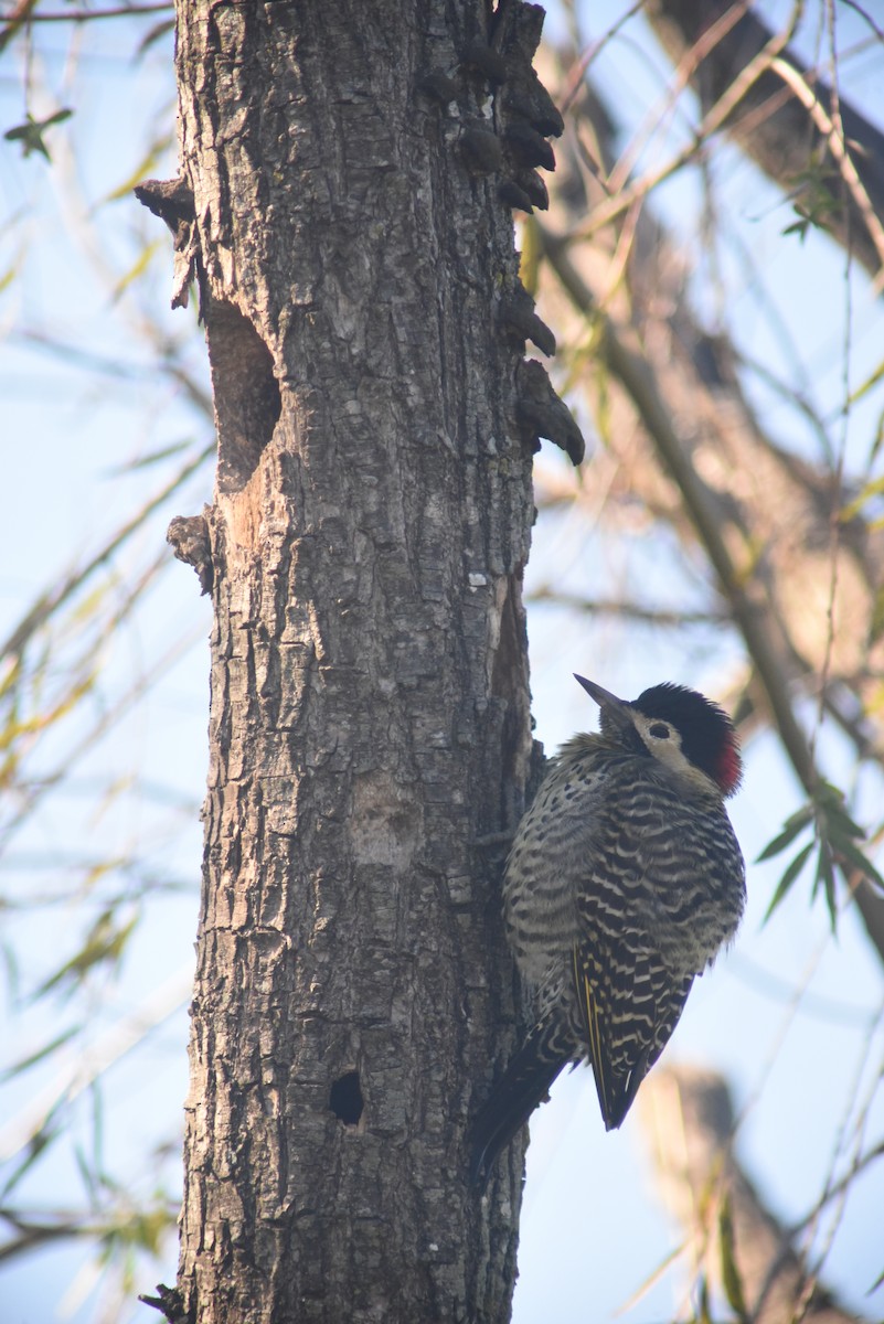 Green-barred Woodpecker (Golden-breasted) - ML640352915