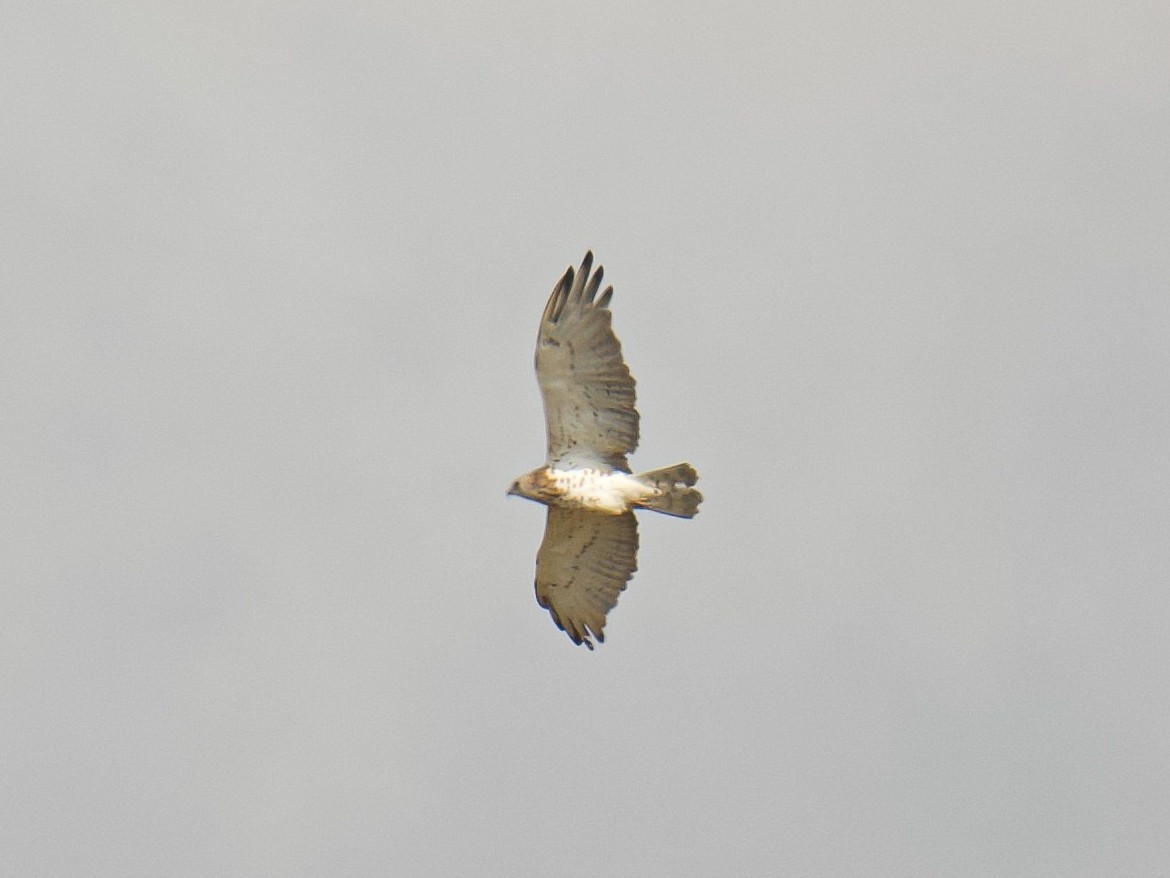 Short-toed Snake-Eagle - ML640352941