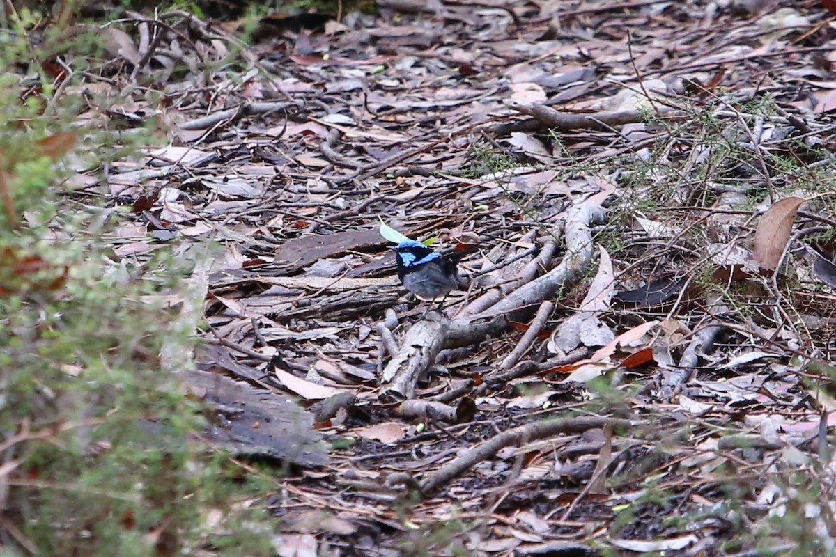 Superb Fairywren - ML640352954