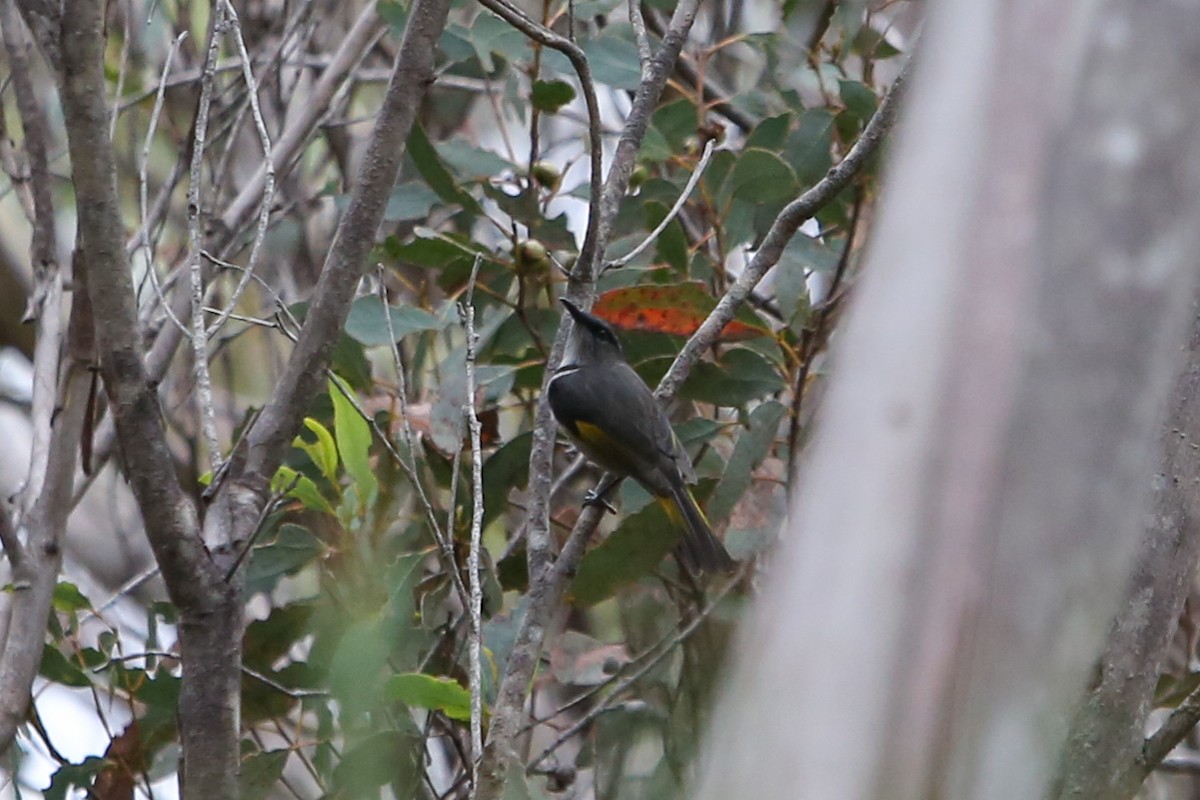 Crescent Honeyeater - ML640352960