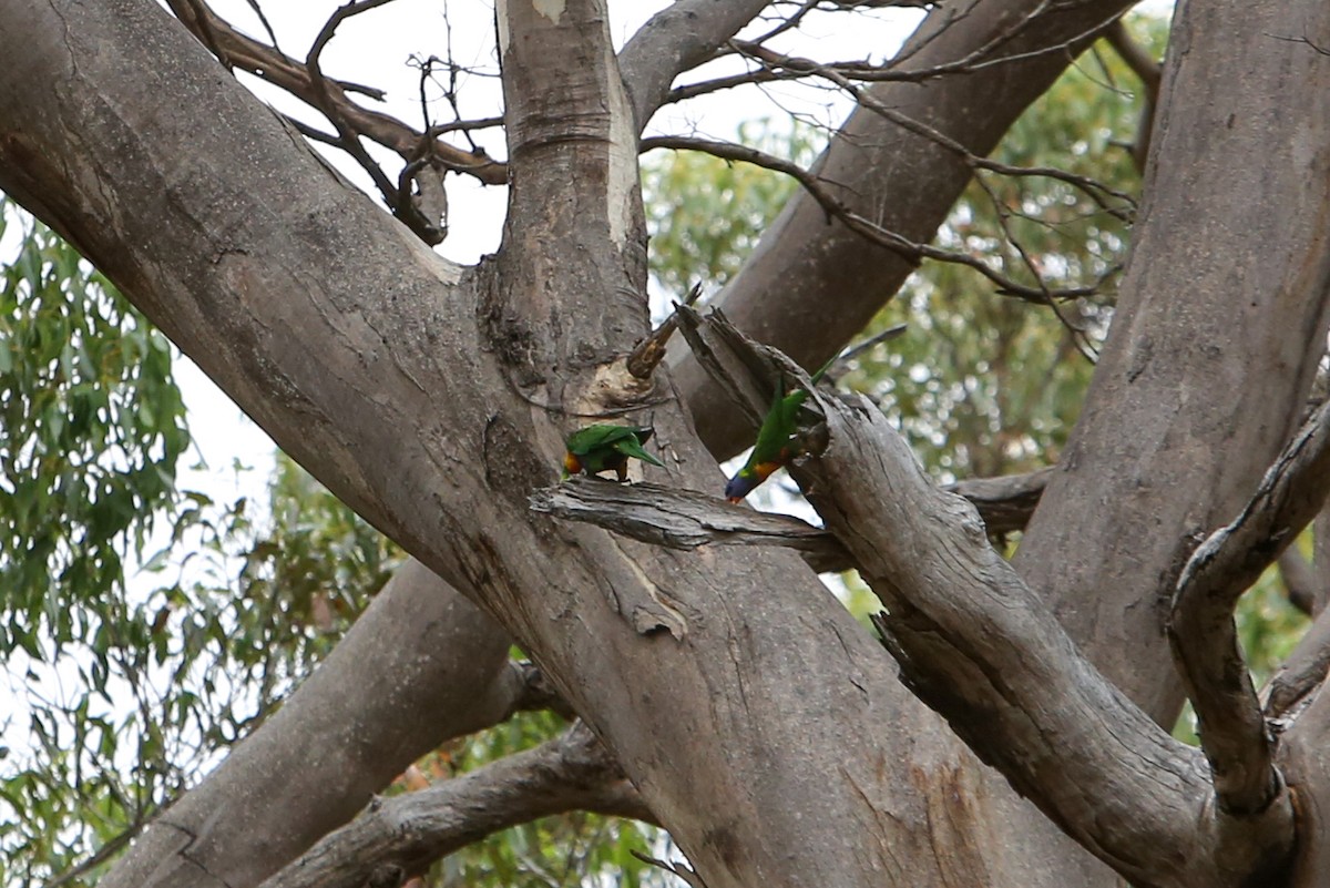 Rainbow Lorikeet - ML640352967