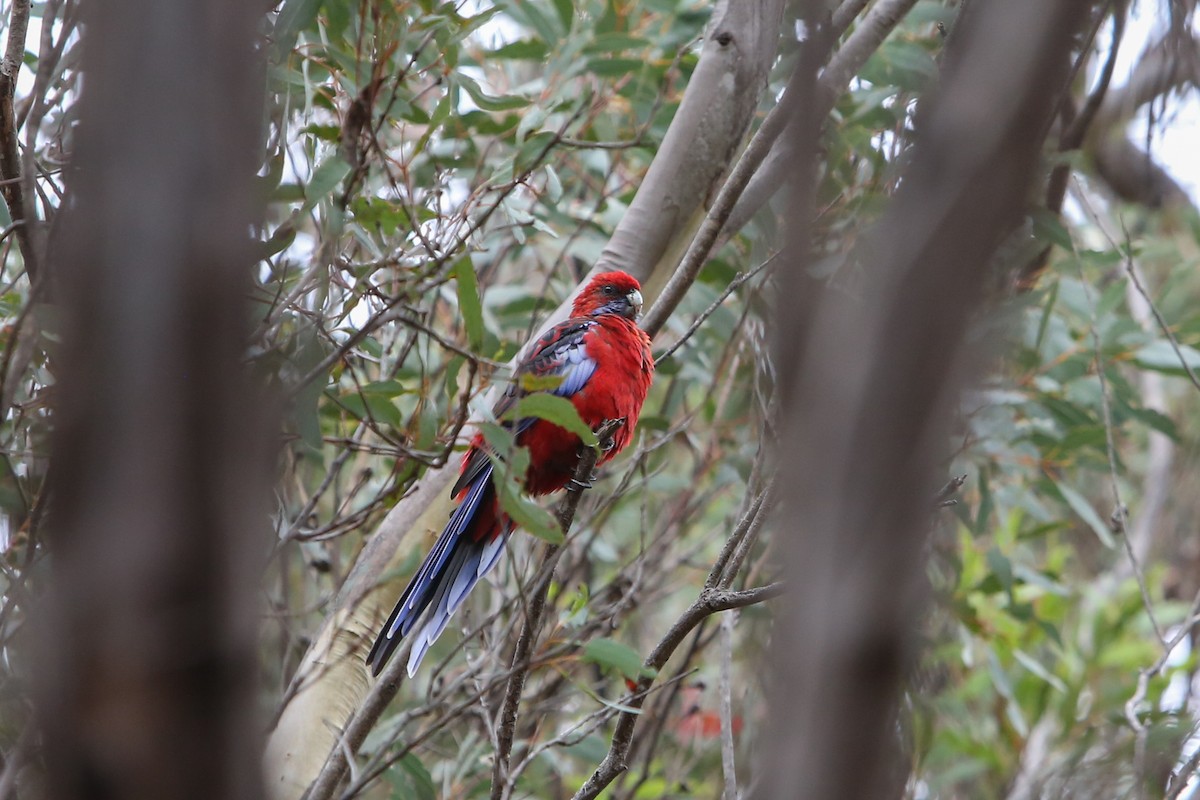 Crimson Rosella - ML640352996