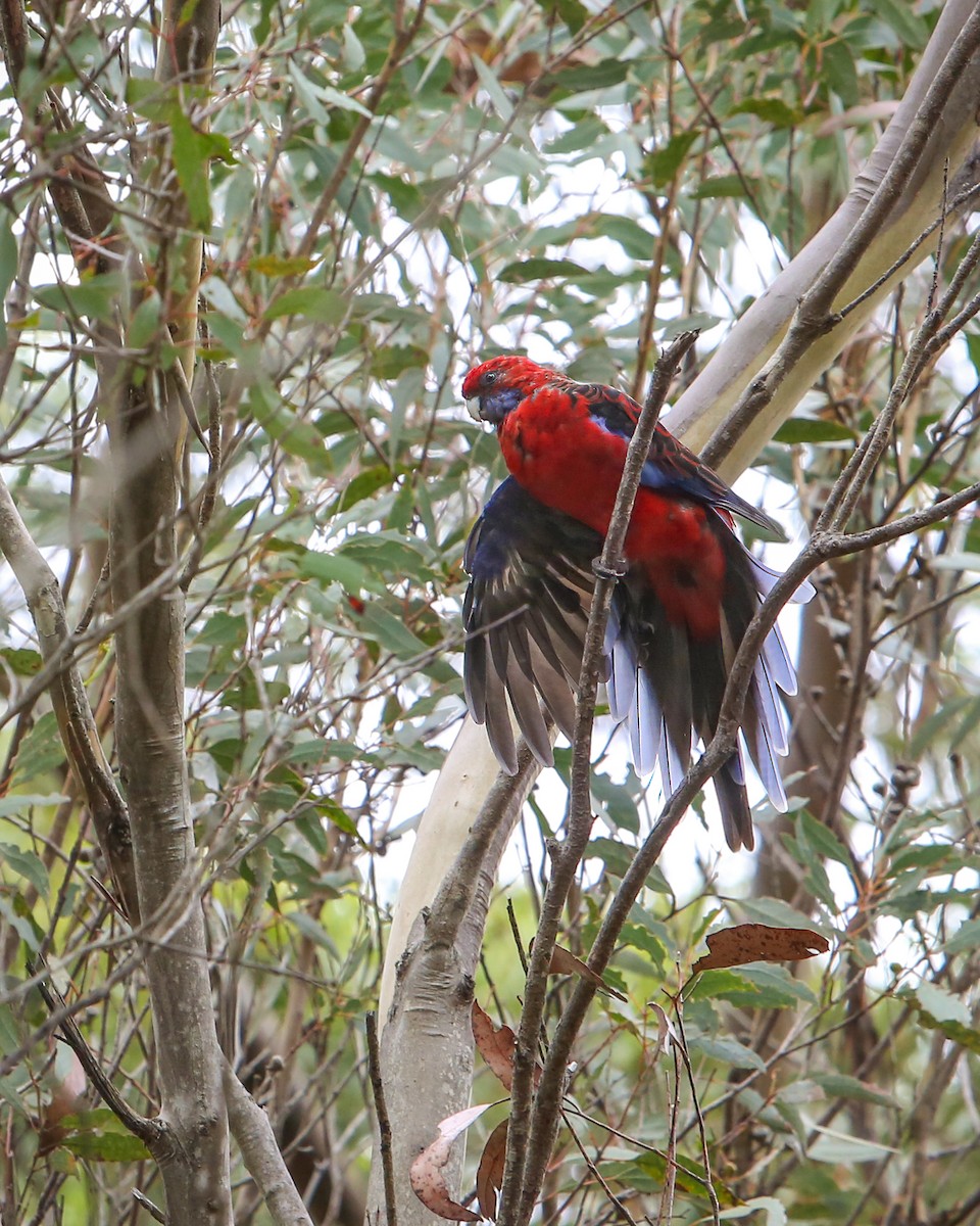 Crimson Rosella - ML640352997
