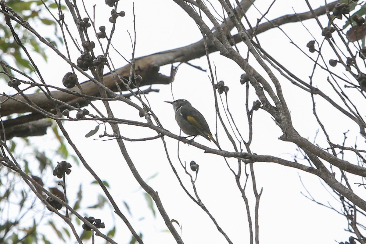 Crescent Honeyeater - ML640353000