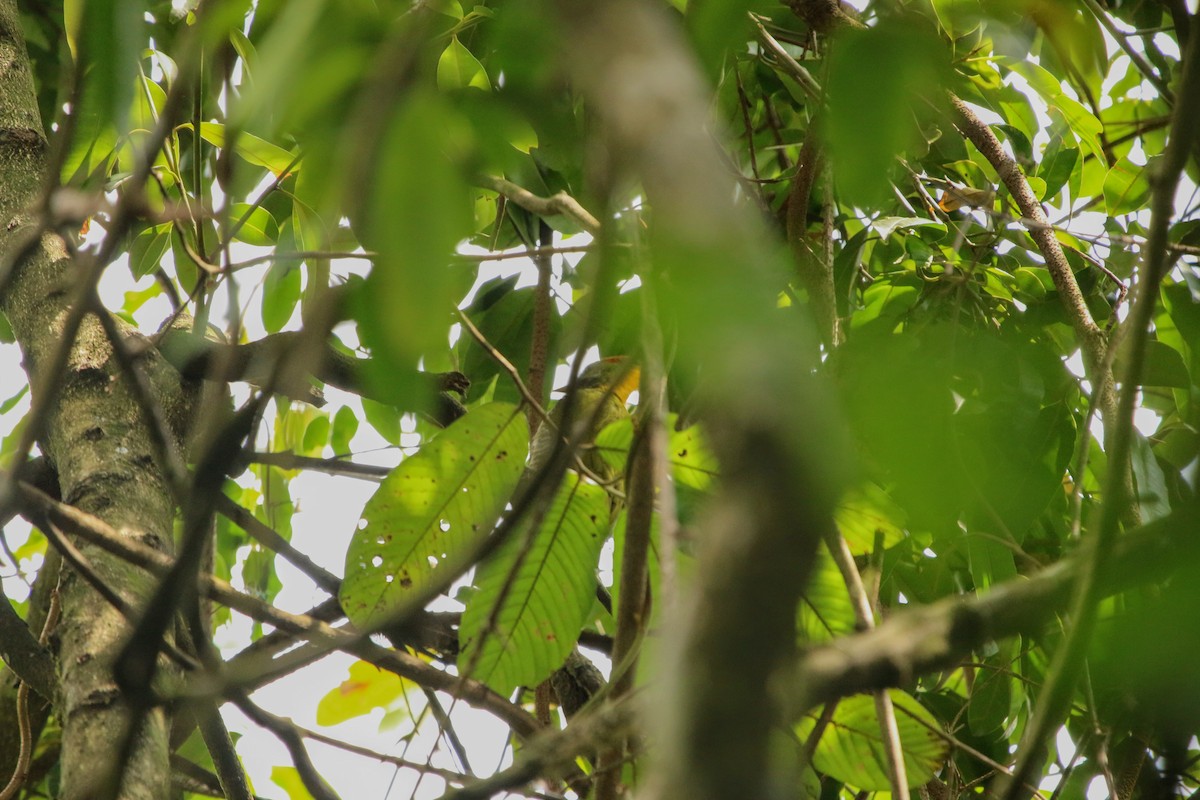 Lesser Yellownape - ML640353002
