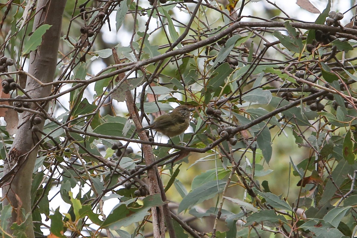 Striated Thornbill - ML640353007