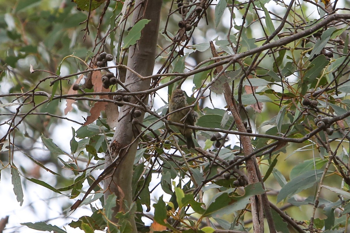 Striated Thornbill - ML640353008