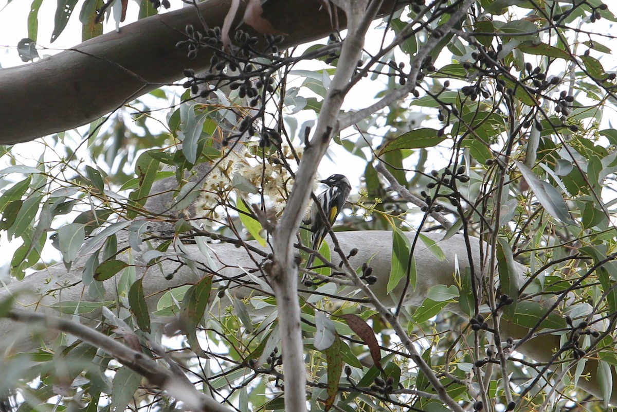 New Holland Honeyeater - ML640353025