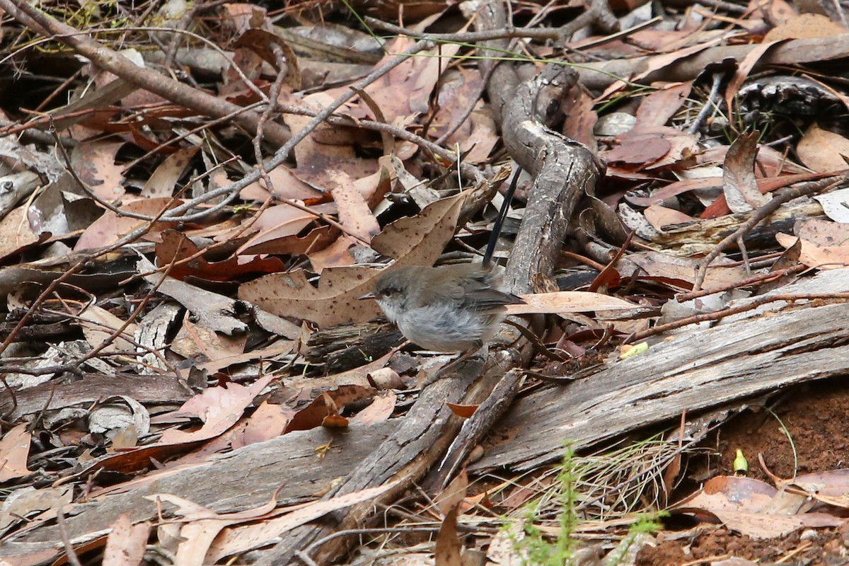 Superb Fairywren - ML640353029