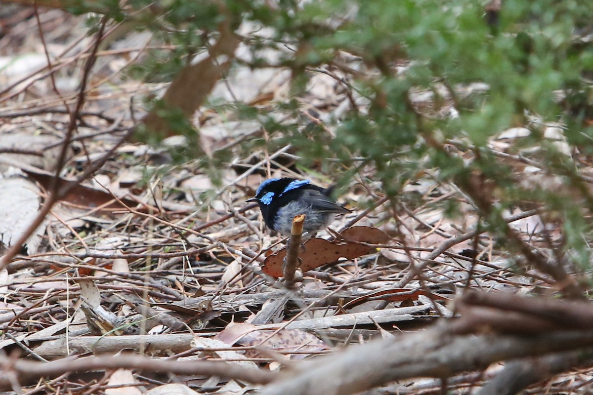 Superb Fairywren - ML640353036