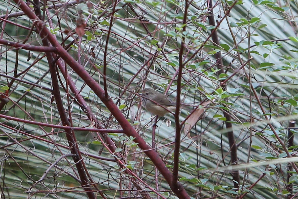 Brown Thornbill - ML640353039