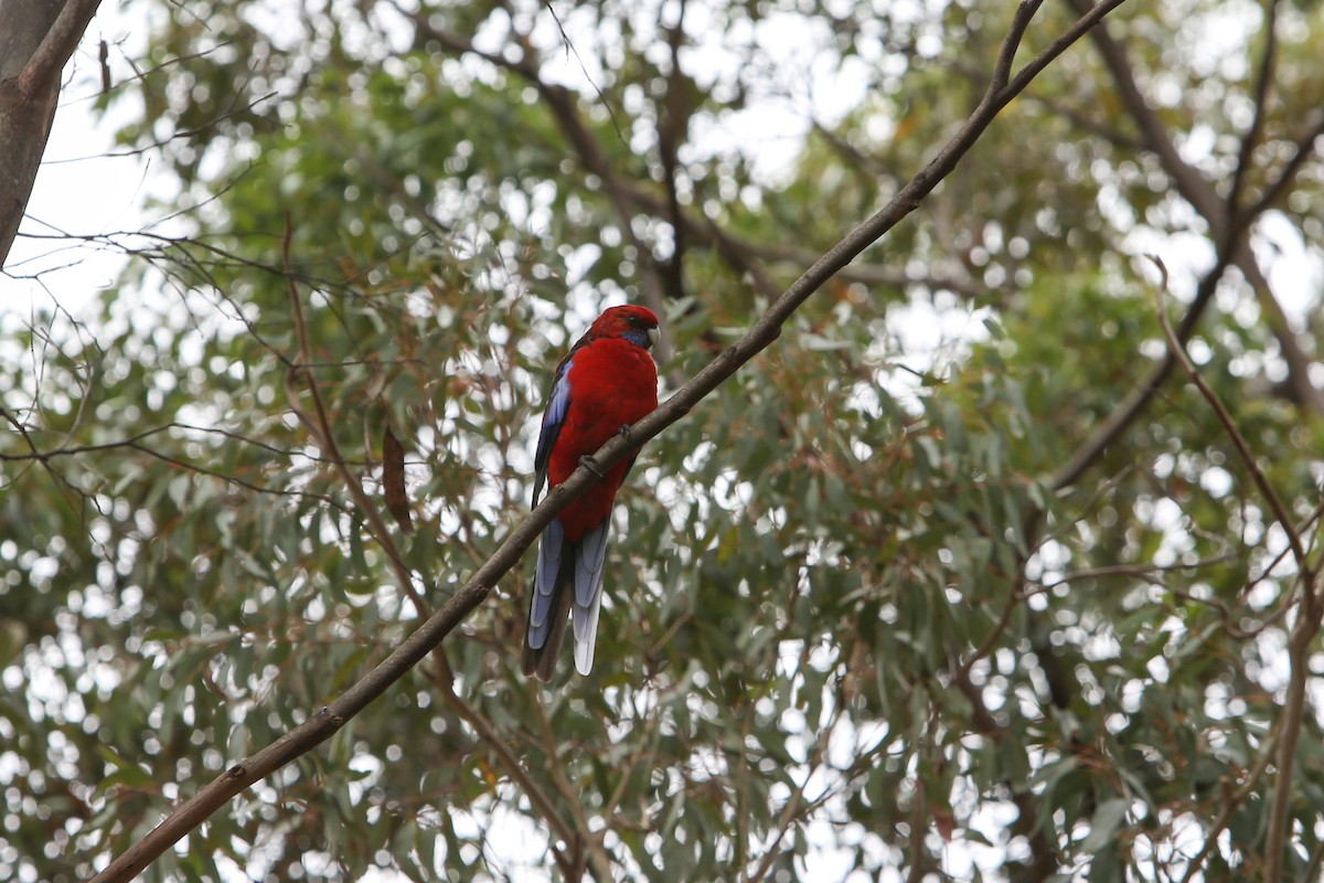 Crimson Rosella - ML640353042