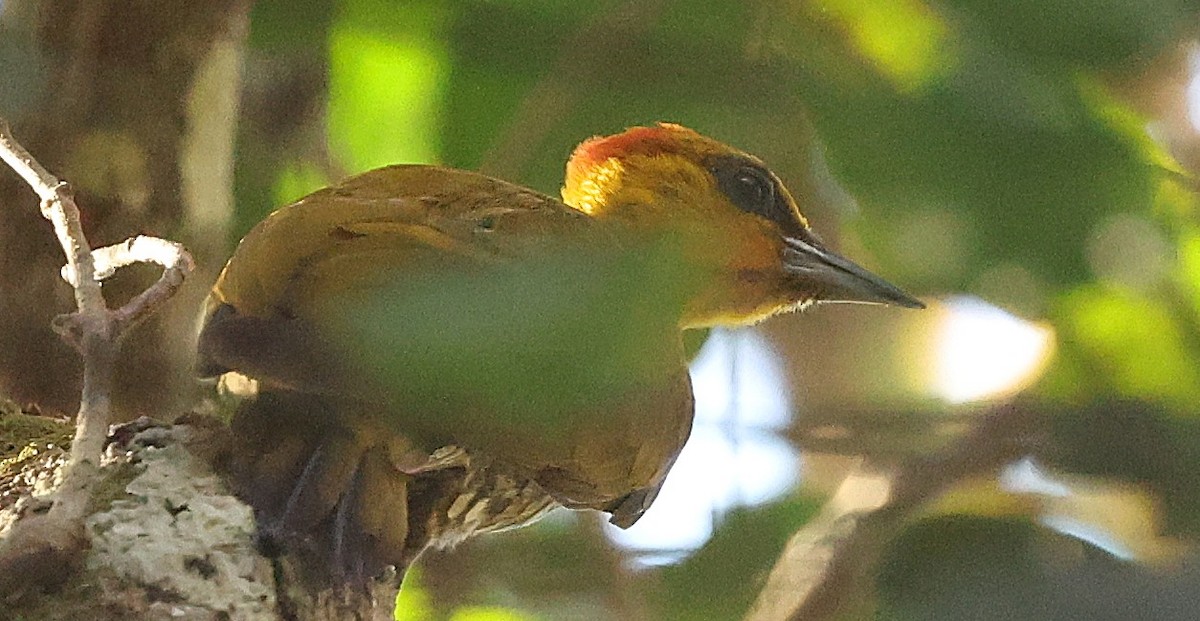 Yellow-throated Woodpecker - ML640353073