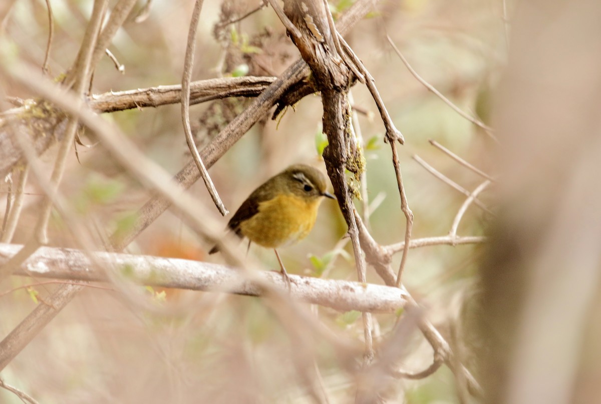 White-browed Bush-Robin - ML640353114