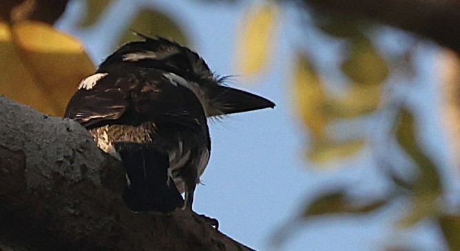 Pied Puffbird - ML640353122