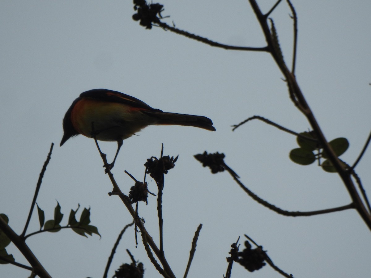 Minivet oranor - ML640353124